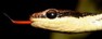 click here to go to the main Reptile page