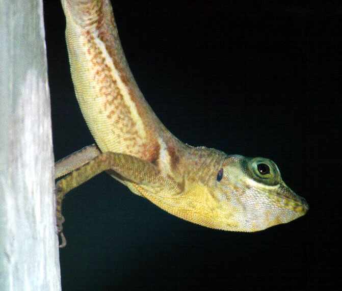 closeup of guesthouse lizard