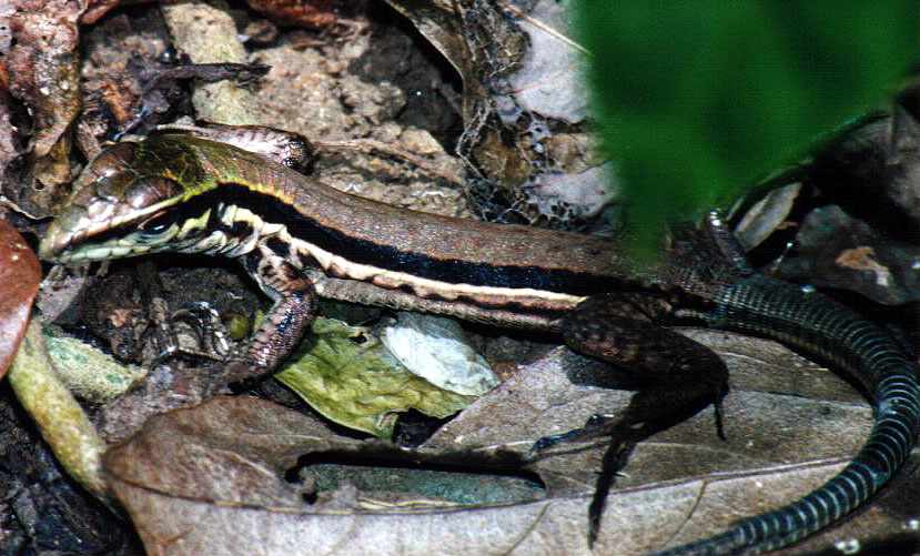 lizard on Little Tobago shedding its skin