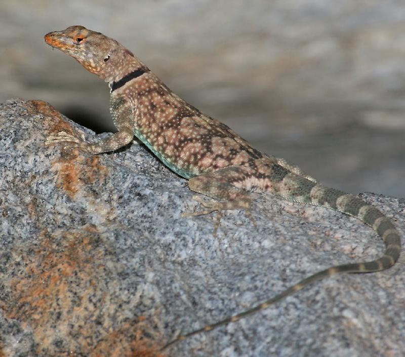 female banded rock lizard