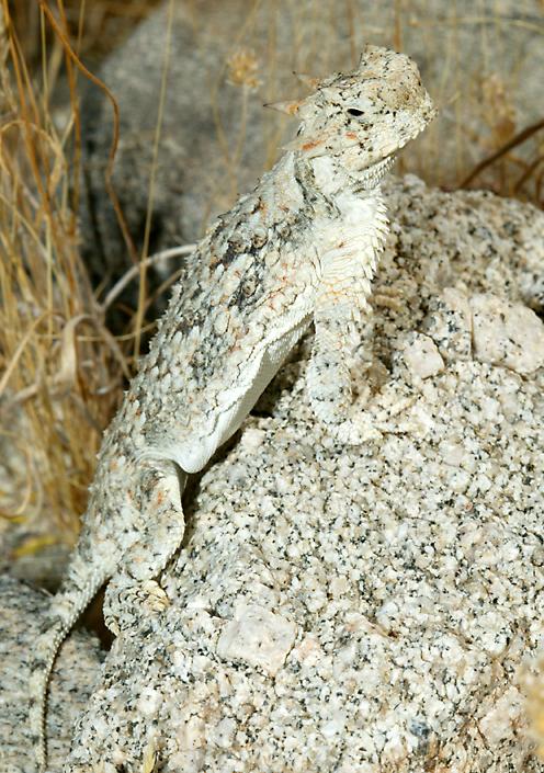 desert horned lizard