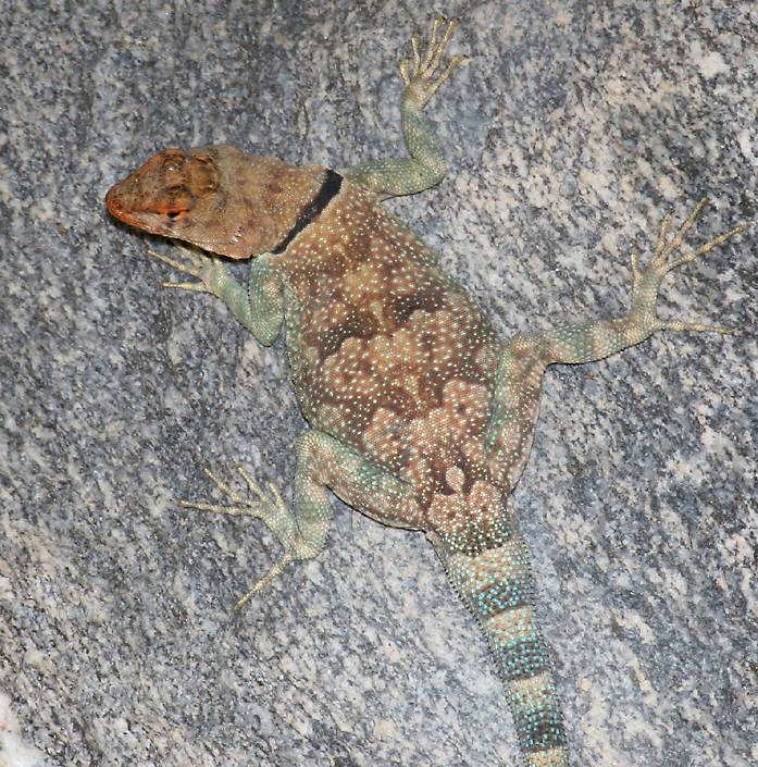 gravid female banded rock lizard   (click here to open a new window with this photo in computer wallpaper format)