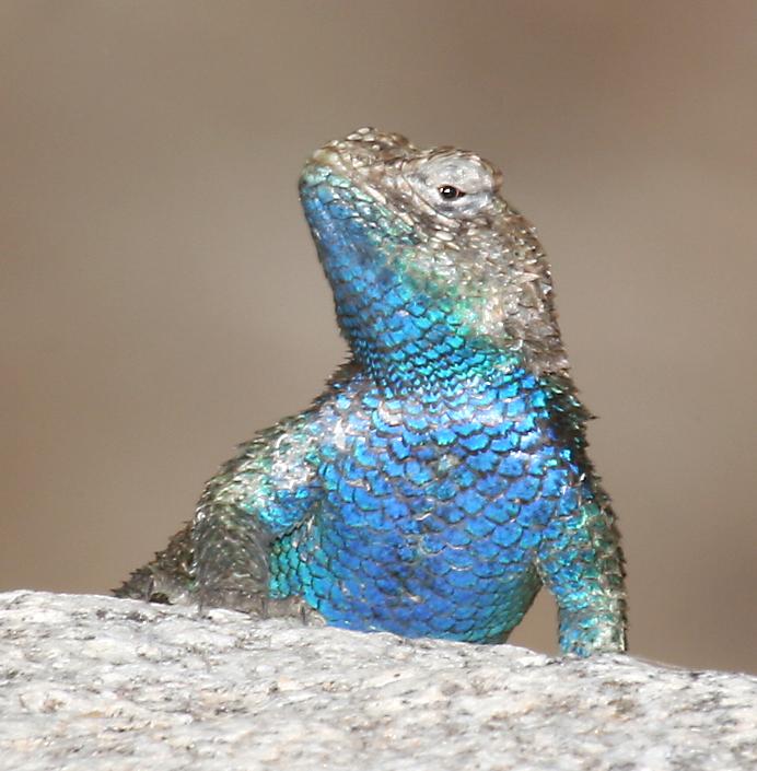 male granite spiny lizard   (click here to open a new window with this photo in computer wallpaper format)