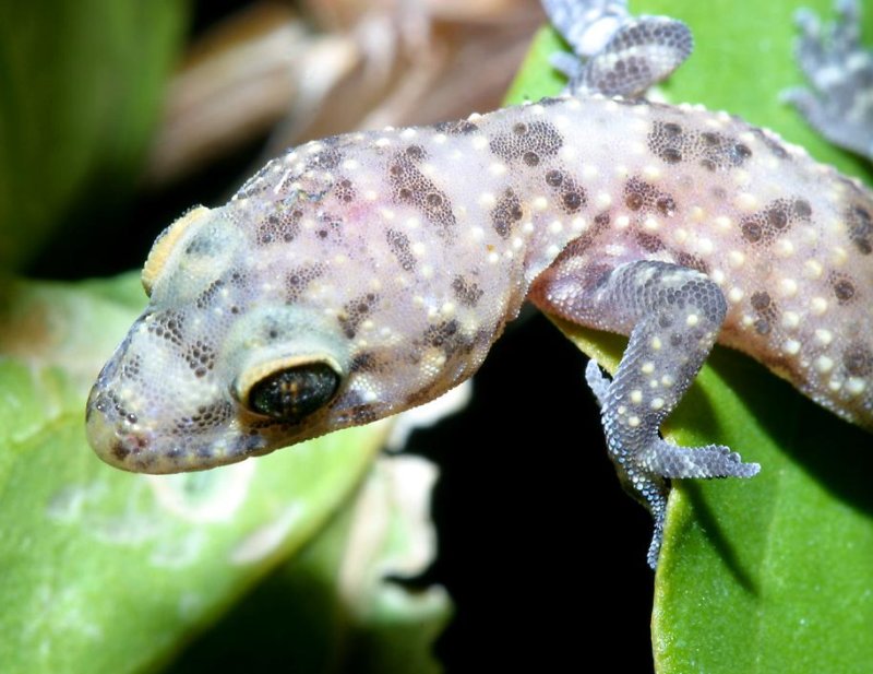Mediterranean gecko   (click here to open a new window with this photo in computer wallpaper format)