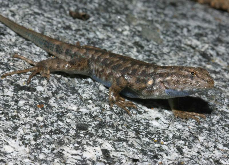 male sagebrush lizard