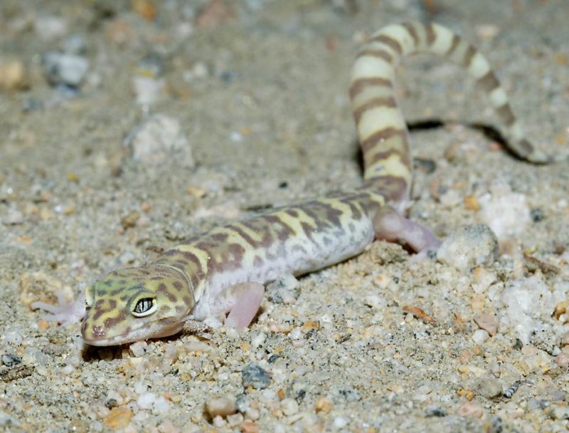Western banded gecko (San Diego sub-species) displaying