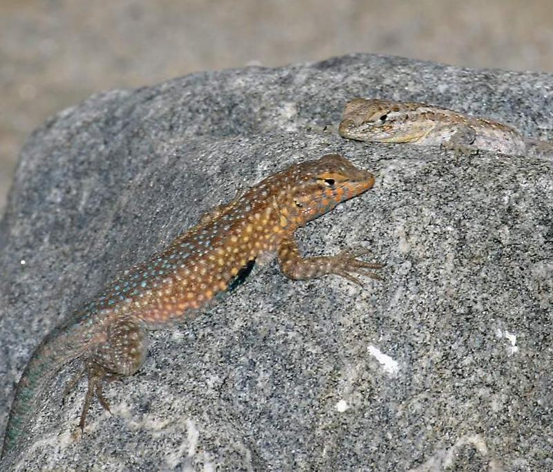 male and female side-blotched lizards