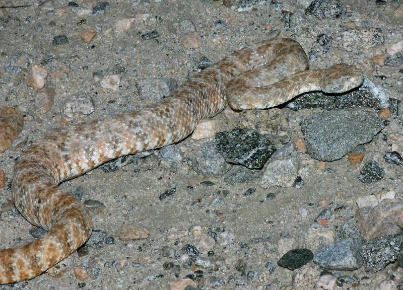 speckled rattlesnake   (click here to open a new window with this photo in computer wallpaper format)