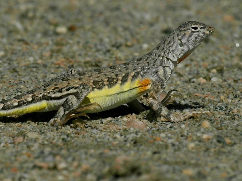 female zebra-tailed lizard