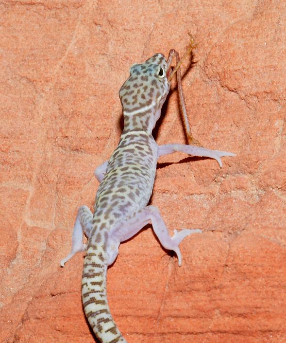 desert banded gecko with grasshopper leg in its mouth   (click here to open a new window with this photo in computer wallpaper format)