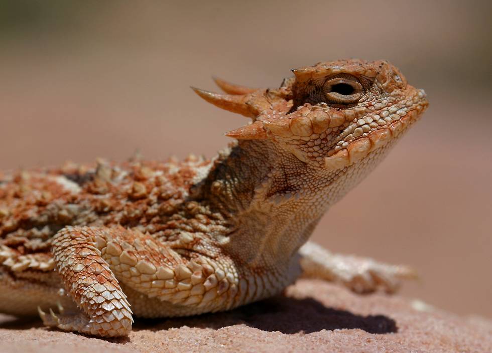 http://www.richard-seaman.com/Reptiles/Usa/Nevada/ValleyOfFire/HornedLizard.jpg