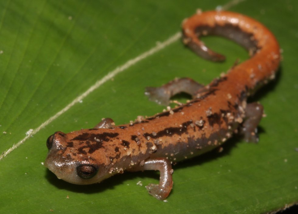 click here to open a new window with this photo in computer wallpaper format