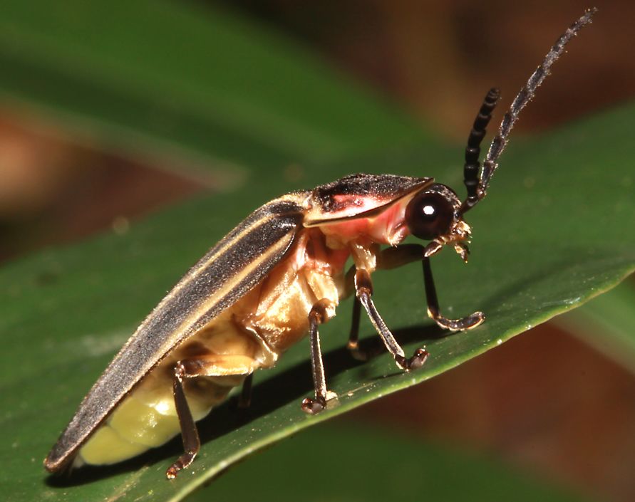 A firefly sits on a leaf in Belize's Cockscomb jaguar reserve