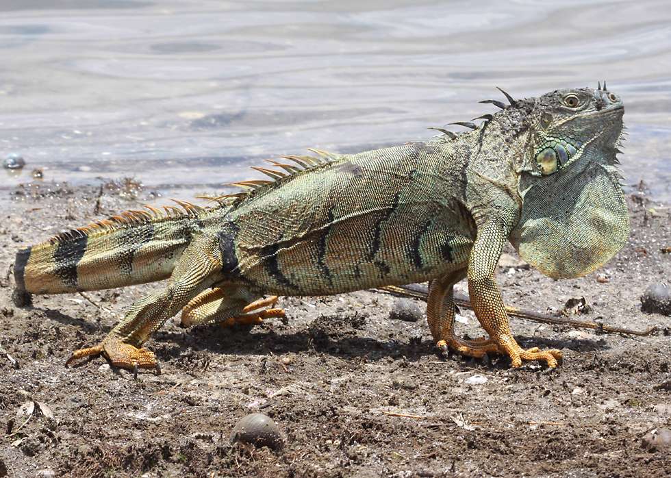 Iguanas Iguanidae 