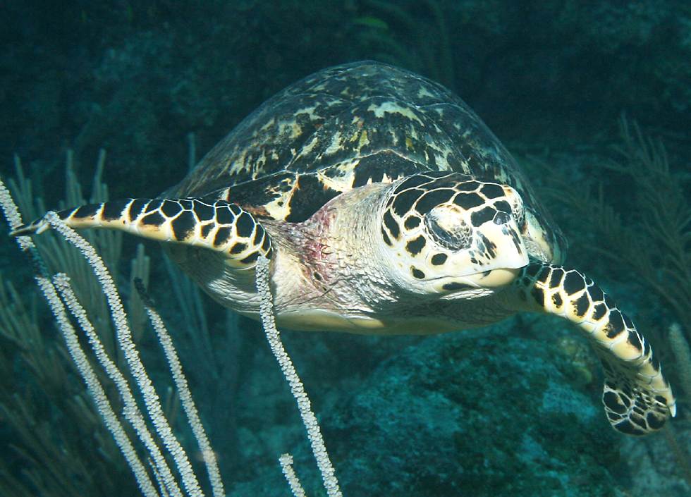 click here to open a new window with this photo in computer wallpaper format