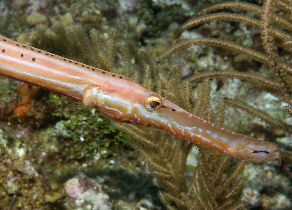 click here to open a new window with this photo in computer wallpaper format