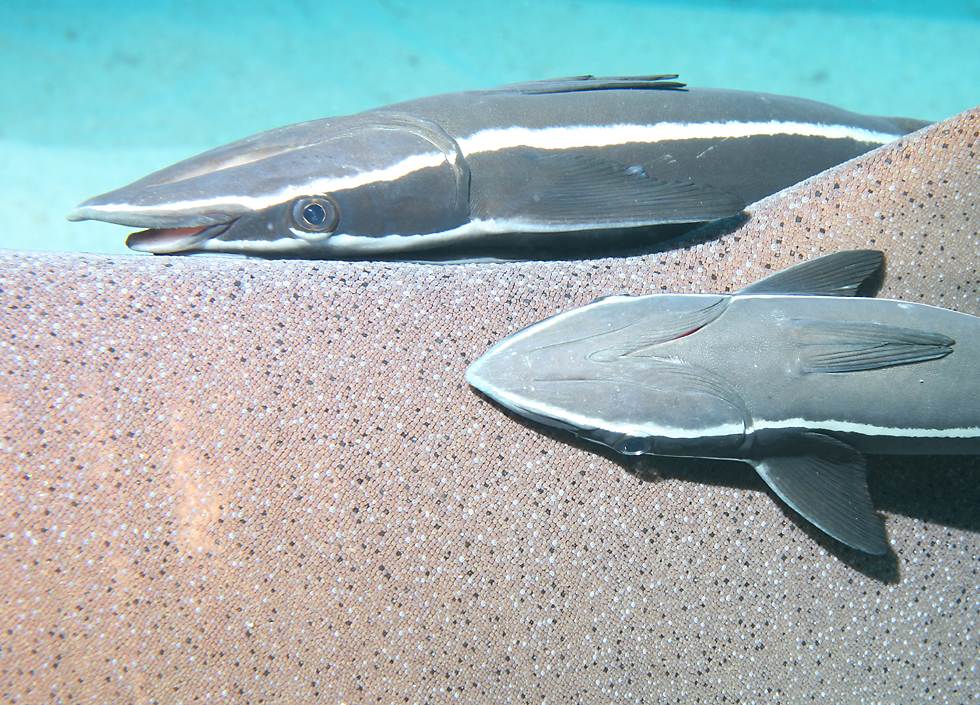 click here to open a new window with this photo in computer wallpaper format