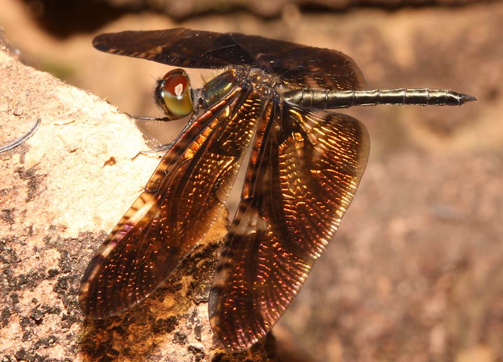 click here to open a new window with this photo in computer wallpaper format