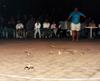 cane toad race