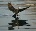 cormorant landing on the Bosporus