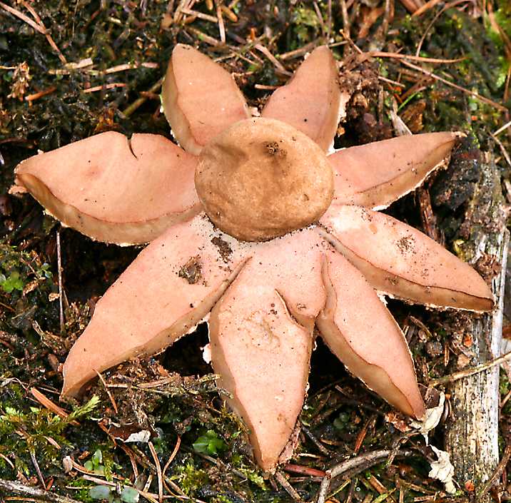 Czech earthstar   (click here to open a new window with this photo in computer wallpaper format)
