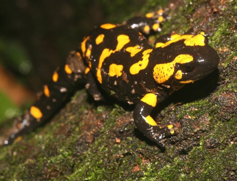 fire salamander   (click here to open a new window with this photo in computer wallpaper format)