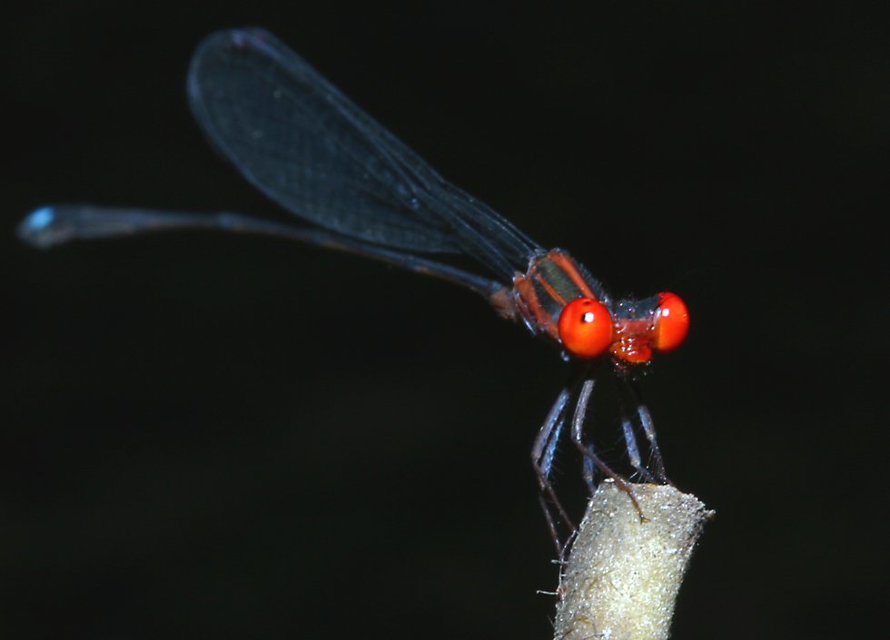 click here to open a new window with this photo in computer wallpaper format