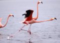 flamingos at Rio Lagartos