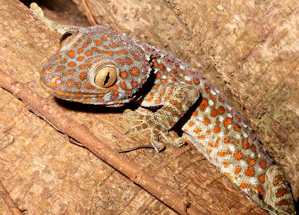 tokay gecko portrait