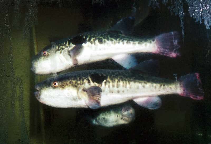 fugu or puffer fish await their fate in a fish tank