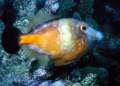 male filefish