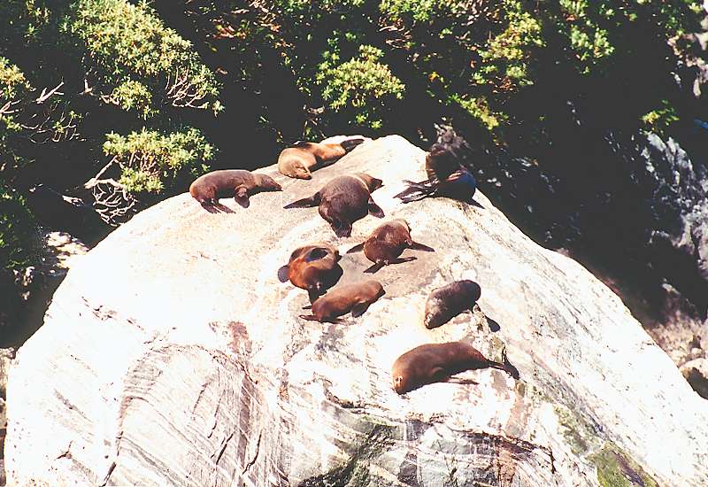 seals on top of a large rock