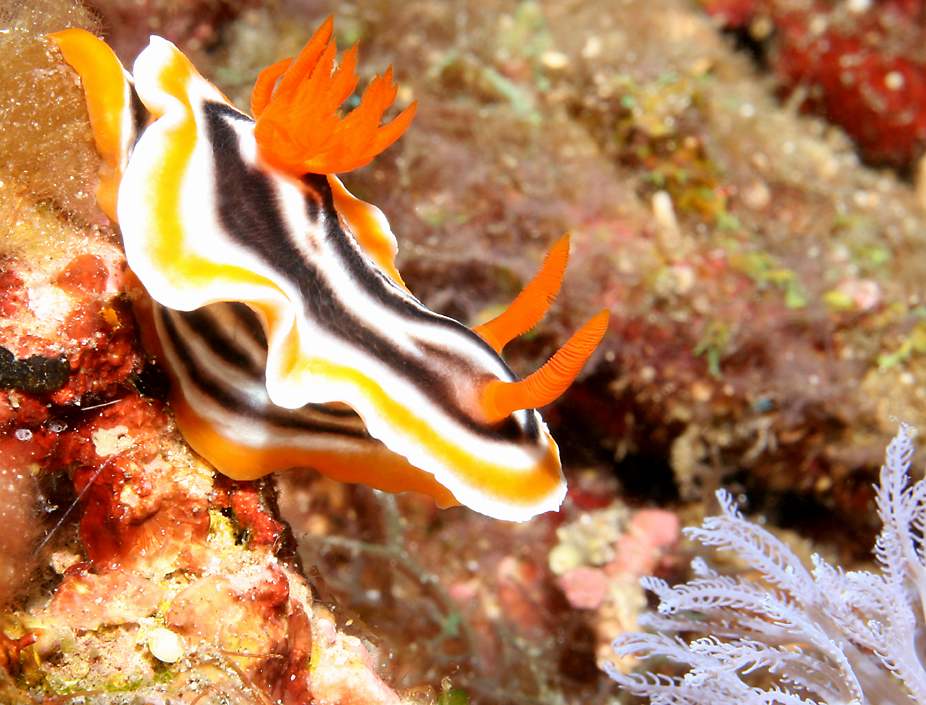 click here to open a new window with this photo in computer wallpaper format