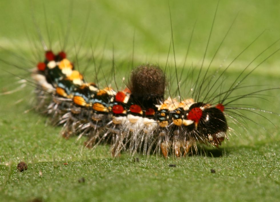 caterpillar mating