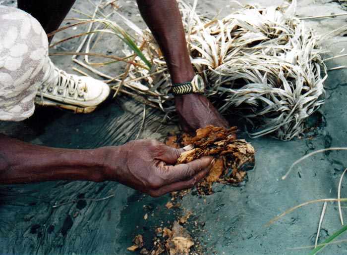 leaf litter ejected by the lake