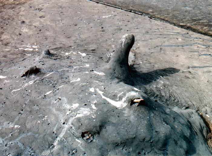 tree stump emerging from the lake