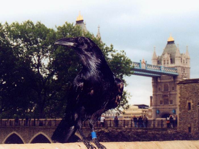 Tower of London crow and Tower Bridge   (click here to open a new window with this photo in computer wallpaper format)