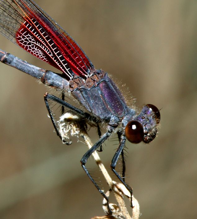 American rubyspot   (click here to open a new window with this photo in computer wallpaper format)
