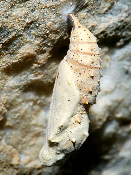 click here to open a new window with this photo in computer wallpaper format