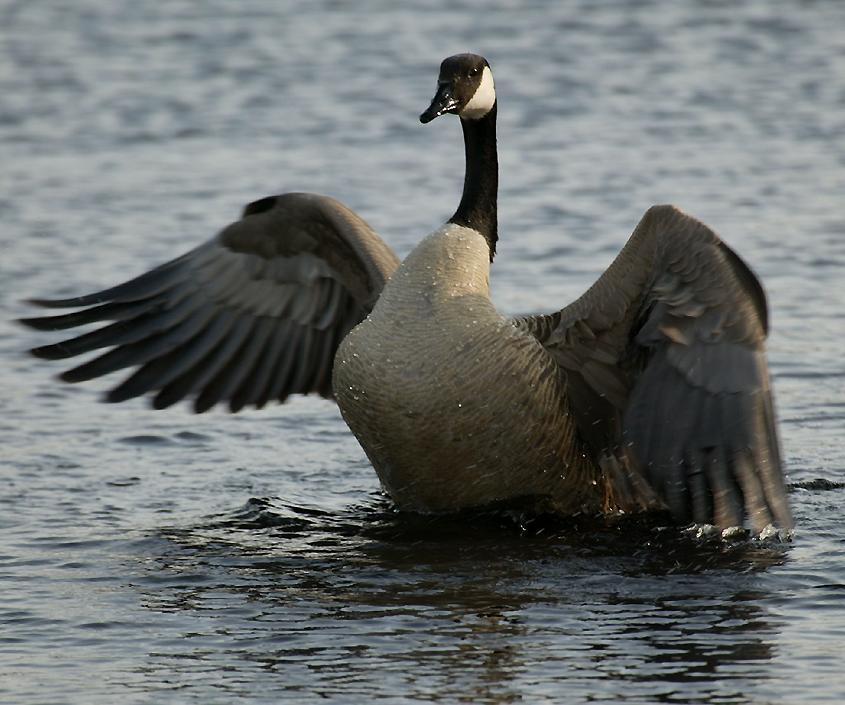 Canada goose washing