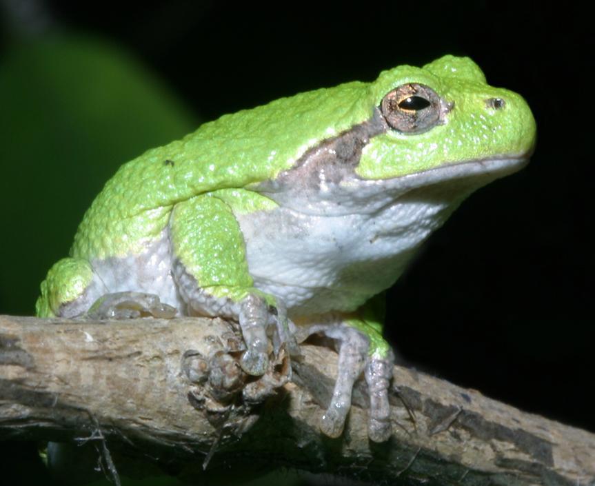 gray tree frog