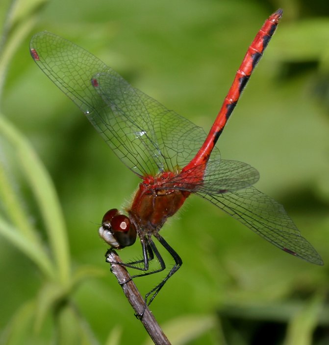 white-faced meadowhawk dragonfly