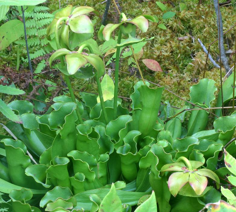 pitcher plants