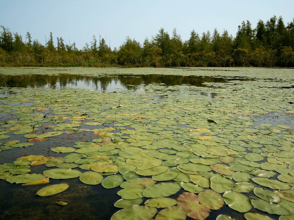 the open center of Volo Bog