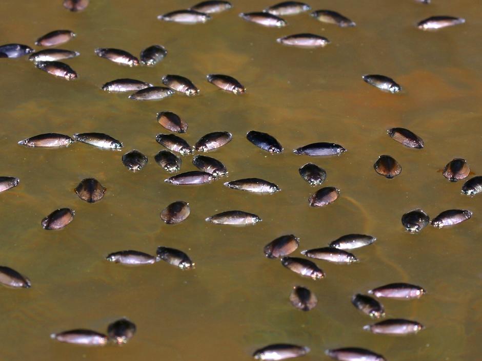whirligig beetles