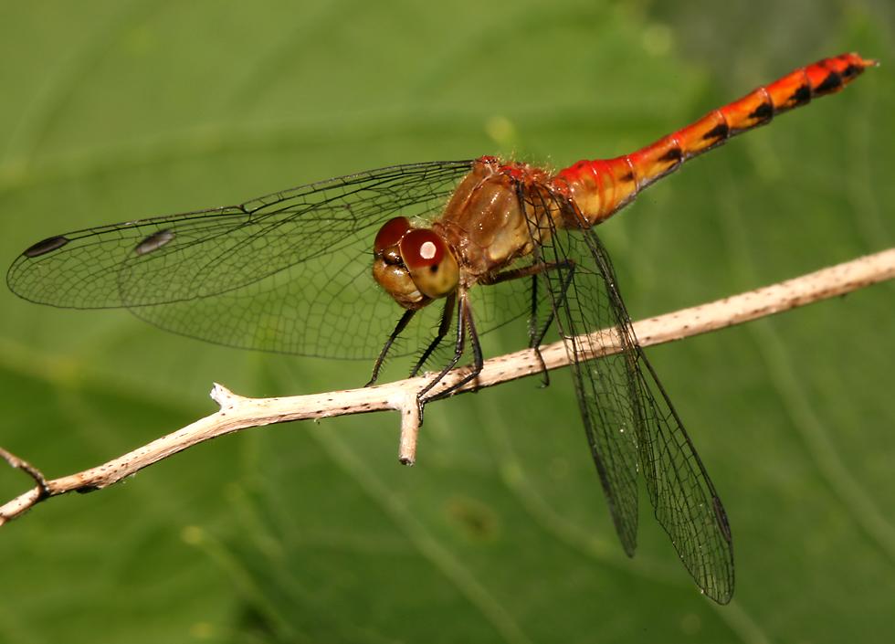 Dragonflies+of+michigan