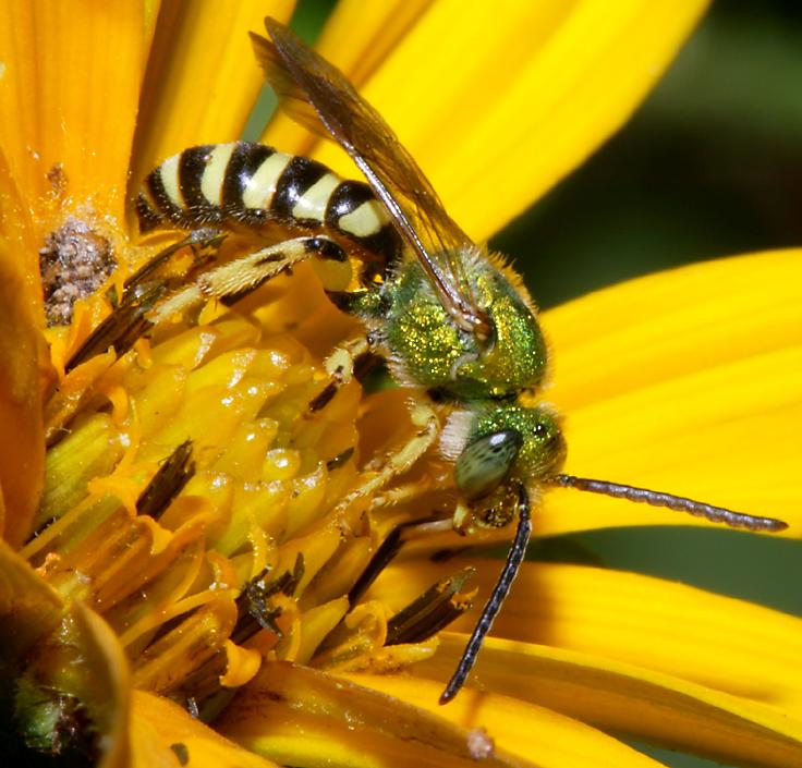 click here to open a new window with this photo in computer wallpaper format