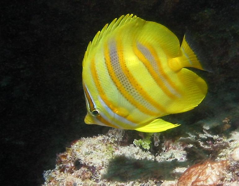 Rainford's butterflyfish (Chaetodon rainfordi) - click here to open a new window with this photo in computer wallpaper format