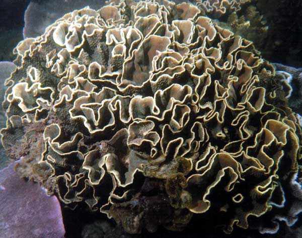 frilly cream colored coral