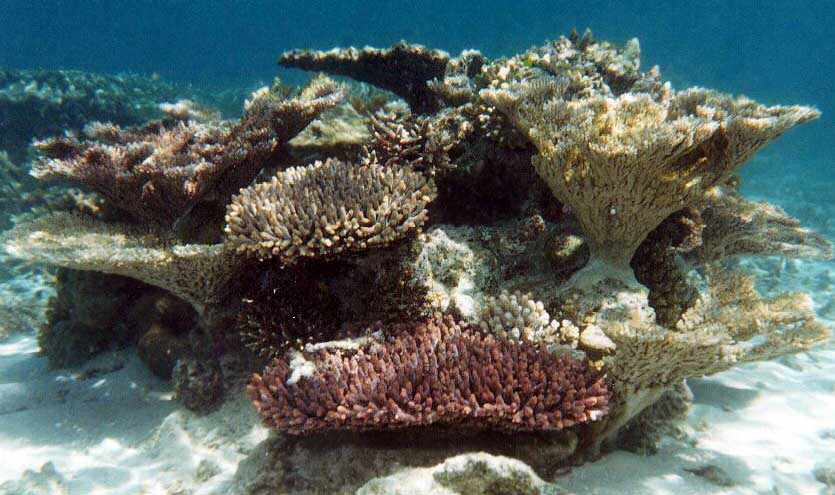 coral outcrop with several varieties
